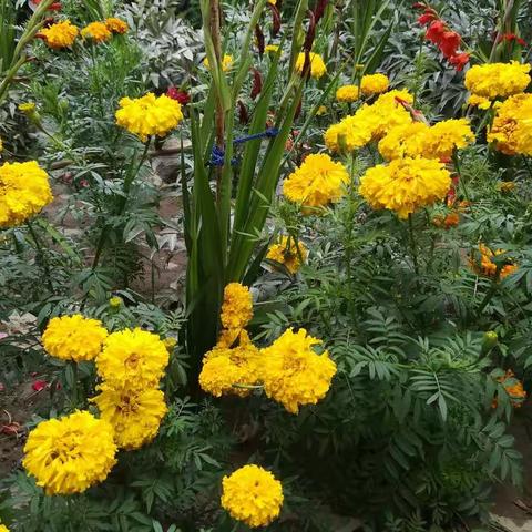 立秋了！换没有来得及拥抱炽热的夏天，秋天却悄然而至！