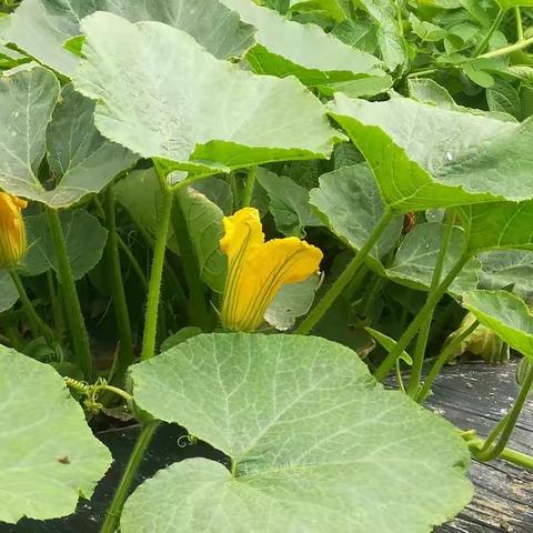 老爸老妈锄头下的诗歌！