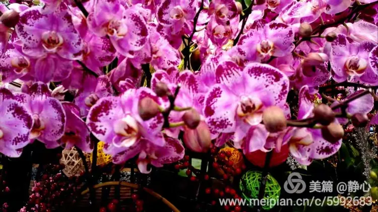 三角梅分大花小花吗