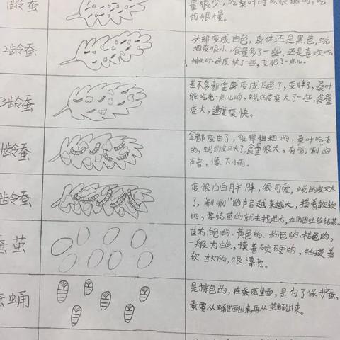 等等课堂反思：三下2—6《蚕的一生》