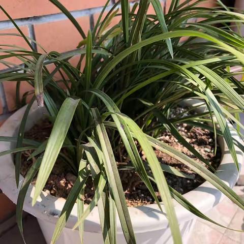 2019年植树节活动