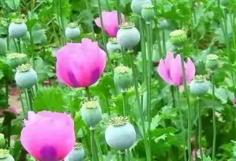 娇艳致命的罂粟花