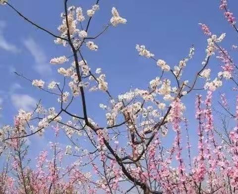 同“屏”共学，同心“战”疫——工人子女小学数学组“云教研，促成长”线上教研活动