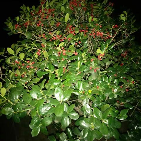 火棘赞 愚公张2018.12.30于桂林编写