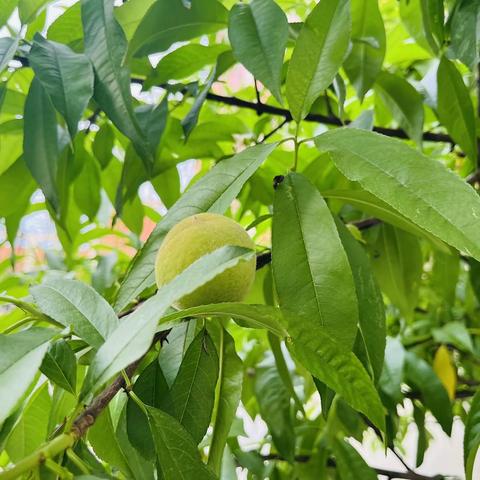 玩转水墨——《夏至•夏至蟠桃宴》