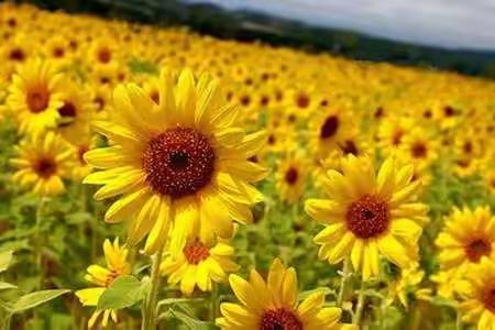 《太阳花幼儿园2019年“欢度六一  传承文明”主题活动》幼儿、家长感受分享……