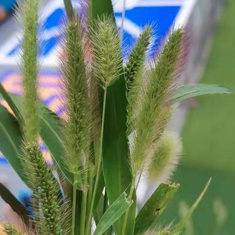 童星幼儿园大二班绘画课——《狗尾巴草》刮蜡画