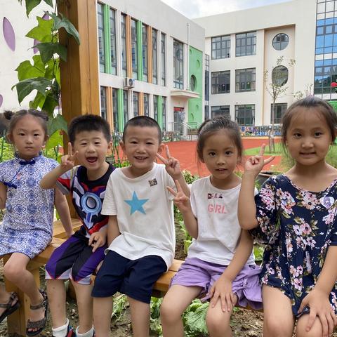 “小小种植园 夏日喜乐多”——肥城市实验幼儿园蔷薇花班探索种植园的秘密