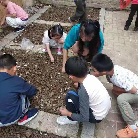 一份耕耘  一份收获——市六幼大三班种植记录