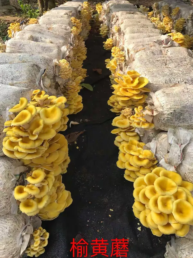 榆黄蘑