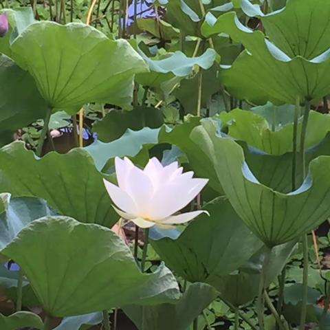 南粤古韵洗净宣嚣