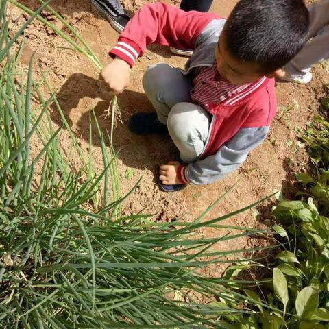 小天使幼儿园蒙学前一班“卖菜小能手”活动