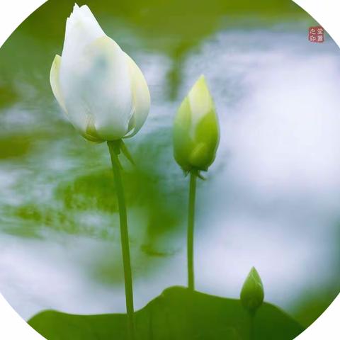 《雅韵芳•求索诗词研习社》周刊（第五期）
