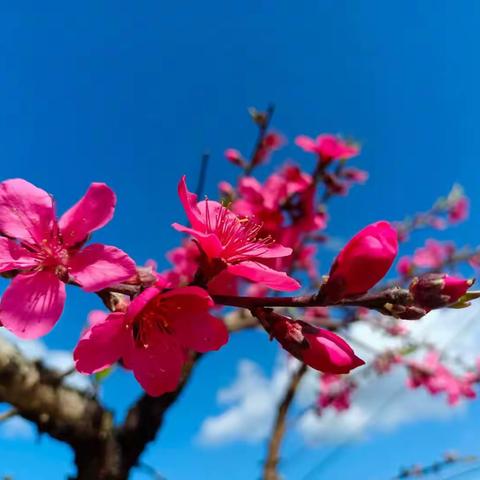 桃花林