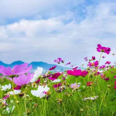 生如夏花——《雅韵流芳我爱古诗词》美友圈夏季古典诗词创作活动集锦