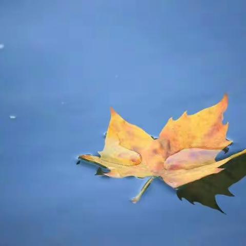 [七绝] 秋叶，文/梅