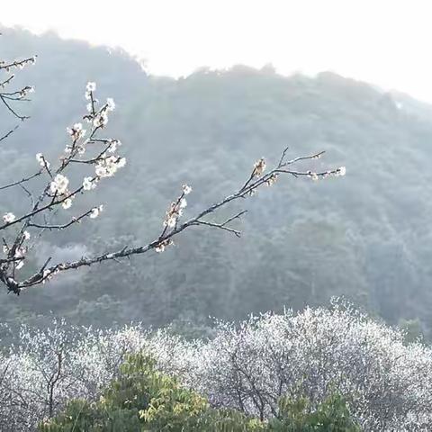 鹧鸪天•清溪园赏梅