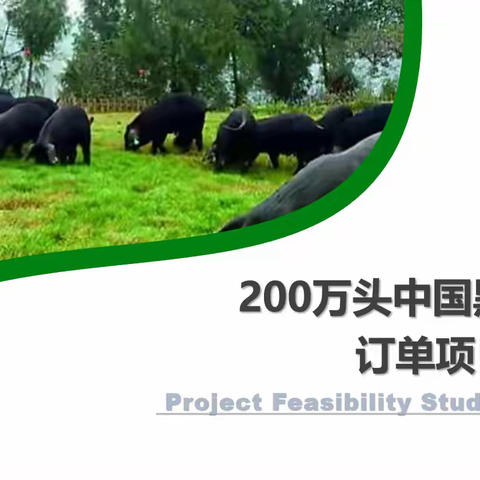 订单产品引导大农业——营养酸模▪长寿菜！
