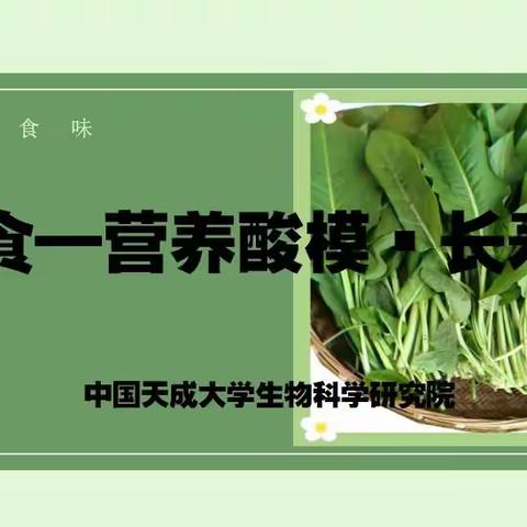 美食—营养酸模·长寿菜！