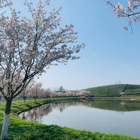 邂逅“花田”   共沐春风