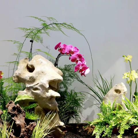 2021春节植物园赏花