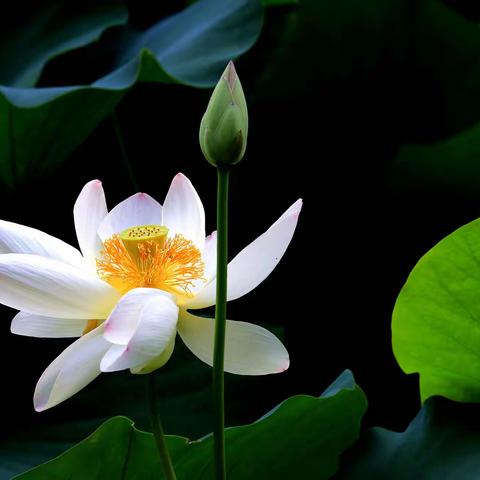 俏丽多姿映夏荷