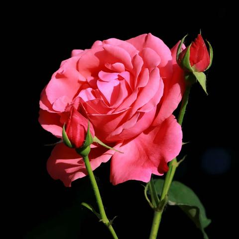 芬芳月季
