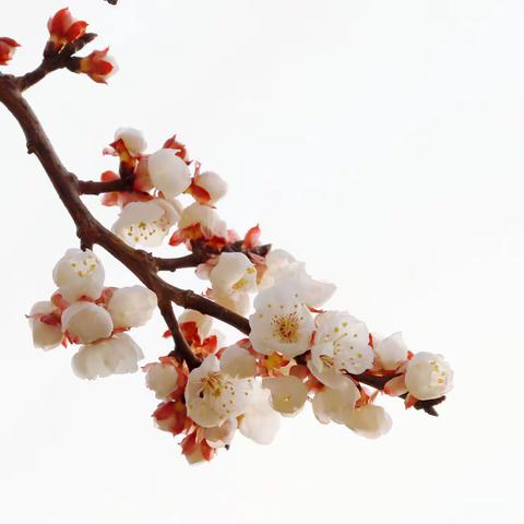 初春花开