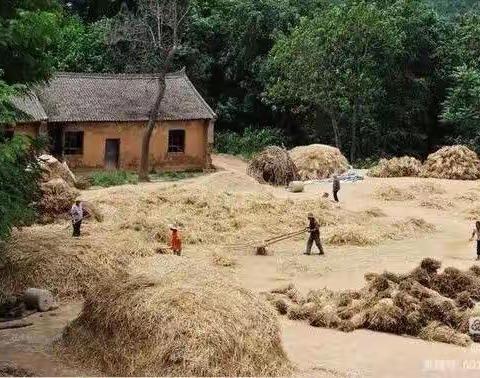古井记忆（三）悲欢的麦场