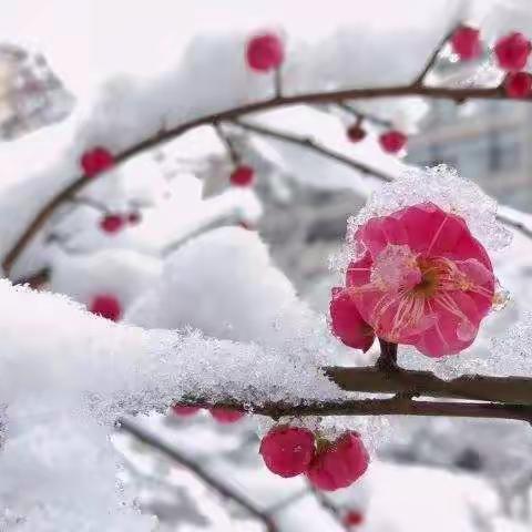 雪花