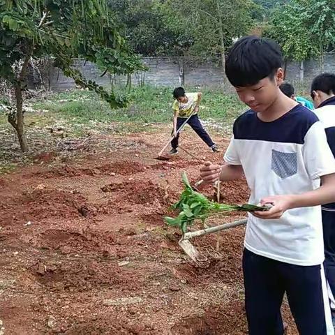 龙塘中学团支部2017植树节活动