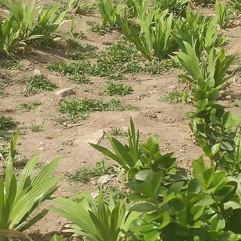 他们是平安社区的抗疫英雄