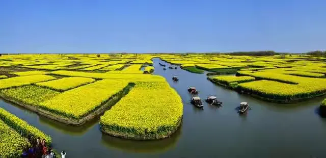 樱花树批发基地地址