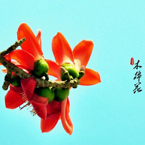 木棉花开又一春