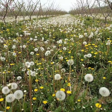 郭小庄村邀请农技专家现场指导果树及林下经济种植管理