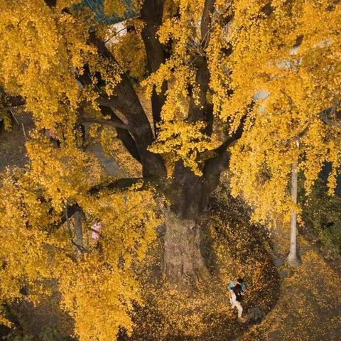 不忘初心，奋勇向前————民盟江岸区医卫支部学习十九届六中全会精神