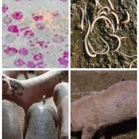 【猪业事业部——绵阳区域公司】拒绝寄生，还我猪群稳定健康！记景福猪场驱虫小日常