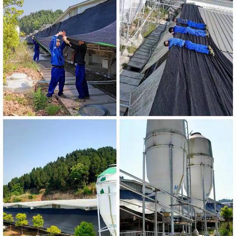 【猪业事业部——绵阳区域公司】炎炎夏日，似火骄阳，给猪猪们一个清凉的夏天！记景福猪场防温降暑小攻略。