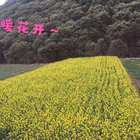 期待春暖花开，山河无恙！