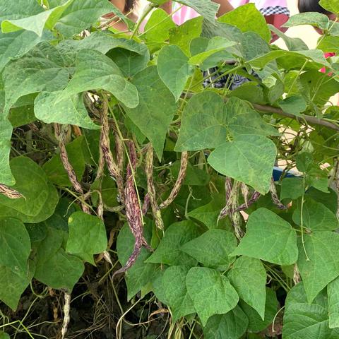 我们的种植园，丰收啦！