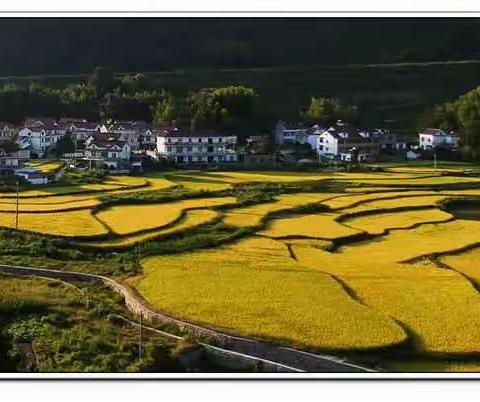 岳西响肠 一片金黄