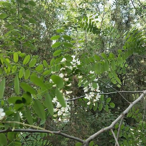 又是一季槐花开