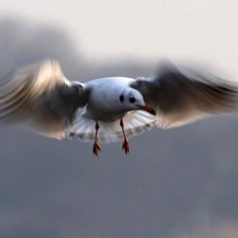（吉他徐）（0211）青岛栈桥的海鸥、一道靓丽的风景线。美丽的青岛欢迎您！