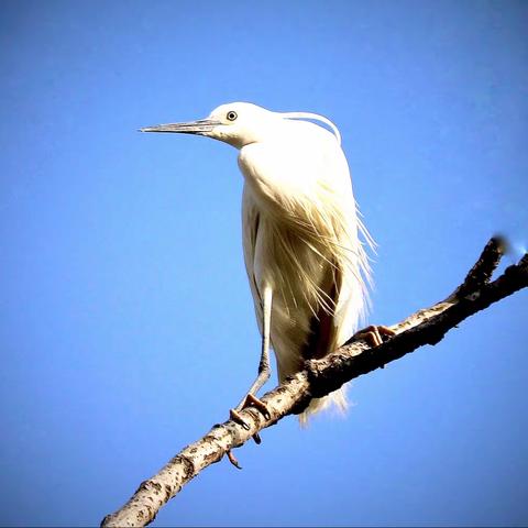 （吉他徐）（0212）白鹭的家园、