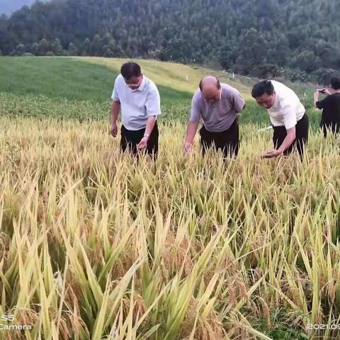 永定“2021年金谷飘香农民丰收节•高素质农民职业技能竞赛•乡村旅游文化节”活动方案