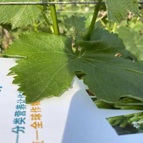 爆品套餐——葡萄萌芽壮花序套餐肥强势来袭