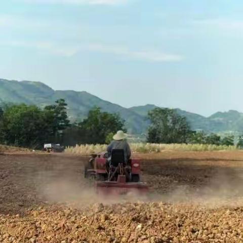 小川村    抢抓农时促生产 “稳粮扩豆”保丰收