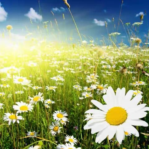 考拉二班——我和花花💐草草🍃那点事