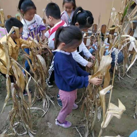 播种希望，收获快乐——大八班幼儿种植活动记录