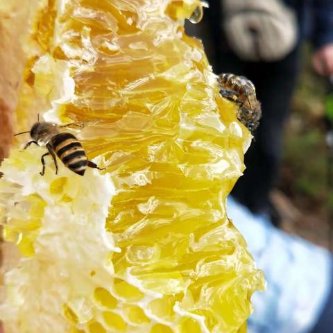 大凉山扶贫产品——彝家纯野生蜂蜜